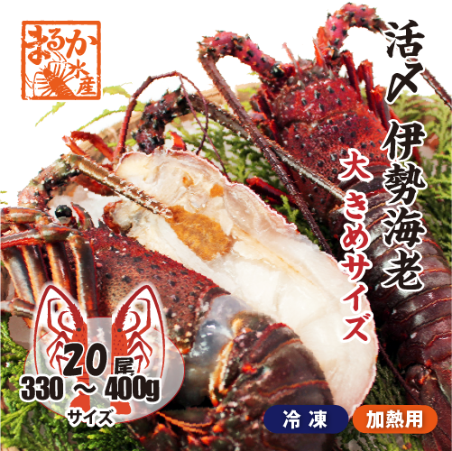 活〆伊勢海老（冷凍加熱用）大きめサイズ 330～400g [冷凍伊勢海老]