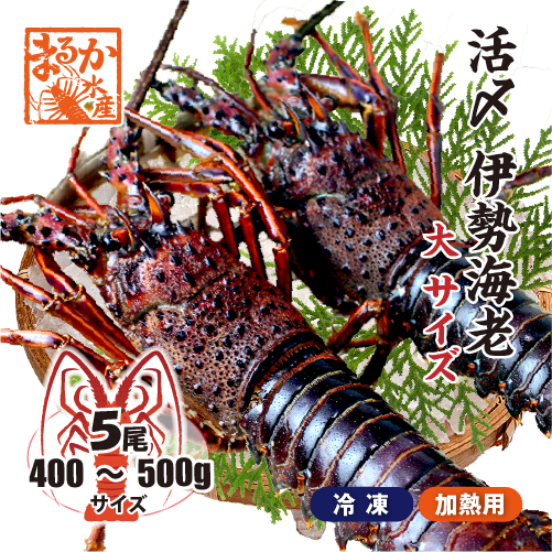 活〆伊勢海老（冷凍加熱用）大サイズ 400～500g ★[冷凍伊勢海老]
