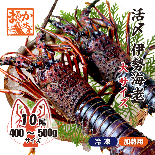 活〆伊勢海老（冷凍加熱用）大サイズ 400～500g ★[冷凍伊勢海老]