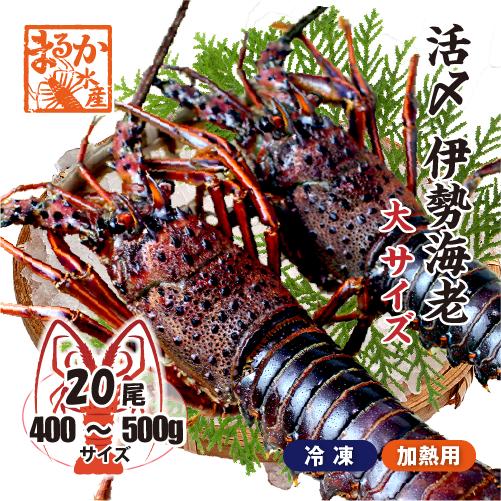 活〆伊勢海老（冷凍加熱用）大サイズ 400～500g ★[冷凍伊勢海老]