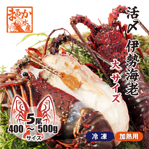 活〆伊勢海老（冷凍加熱用）大サイズ 400～500g ★[冷凍伊勢海老]