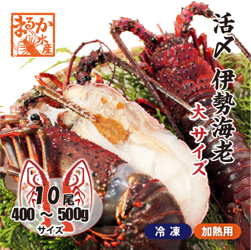 活〆伊勢海老（冷凍加熱用）大サイズ 400～500g ★[冷凍伊勢海老]