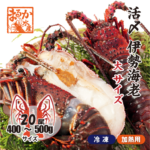 活〆伊勢海老（冷凍加熱用）大サイズ 400～500g ★[冷凍伊勢海老]