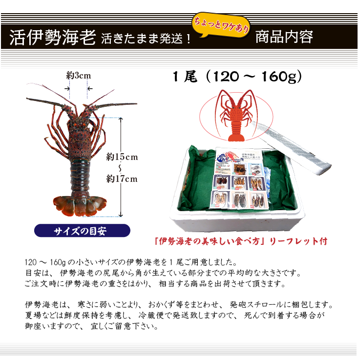 活伊勢海老 活きたまま発送 ちょっとワケあり 小サイズ 1尾 120～160g [活伊勢海老]