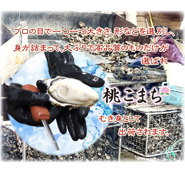 生食用 牡蠣（むき身）桃こまち 300g [牡蠣]