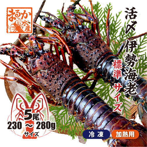 □活〆伊勢海老（冷凍加熱用）標準サイズ 230～280g [冷凍伊勢海老]