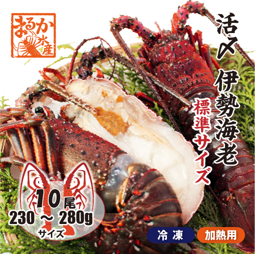 □活〆伊勢海老（冷凍加熱用）標準サイズ 230～280g [冷凍伊勢海老]
