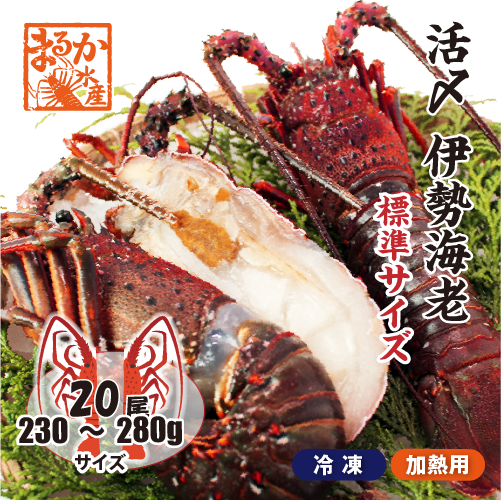 □活〆伊勢海老（冷凍加熱用）標準サイズ 230～280g [冷凍伊勢海老]