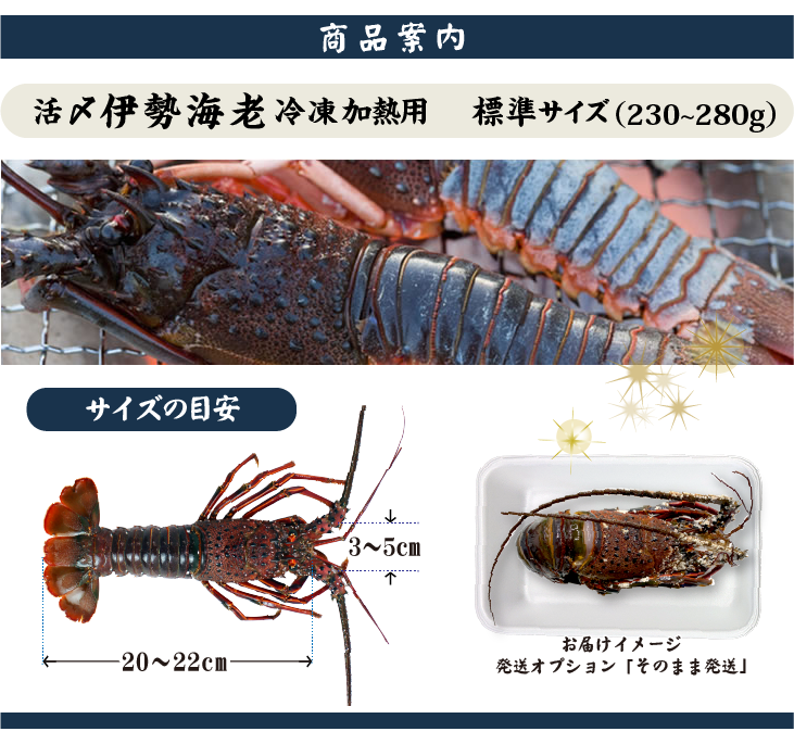 □活〆伊勢海老（冷凍加熱用）標準サイズ 230～280g [冷凍伊勢海老]