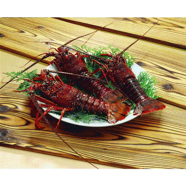 木型　伊勢海老 活伊勢海老 活きたまま発送 ちょっとワケあり 大きめサイズ 1尾