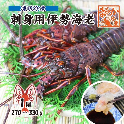 刺身用伊勢海老 凍眠冷凍 大きめサイズ 270～330g[凍眠冷凍伊勢海老]（入数：1尾）
