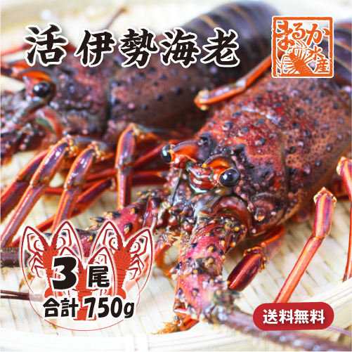 活伊勢海老 活きたまま発送 ちょっとワケあり 標準サイズ 3尾入 750g ★ [活伊勢海老]