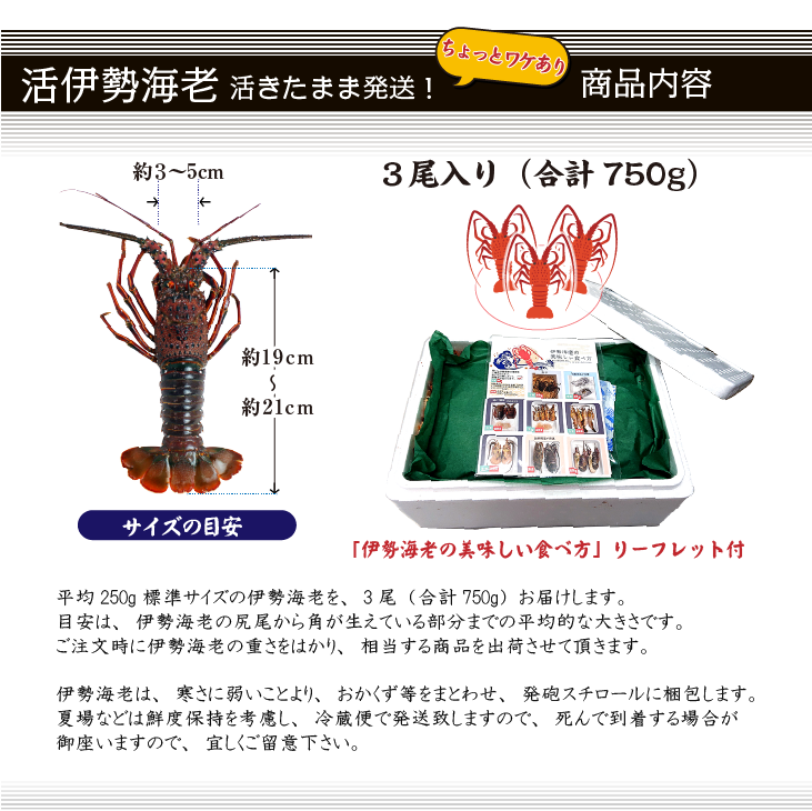 活伊勢海老 活きたまま発送 ちょっとワケあり 標準サイズ 3尾入 750g ★ [活伊勢海老]