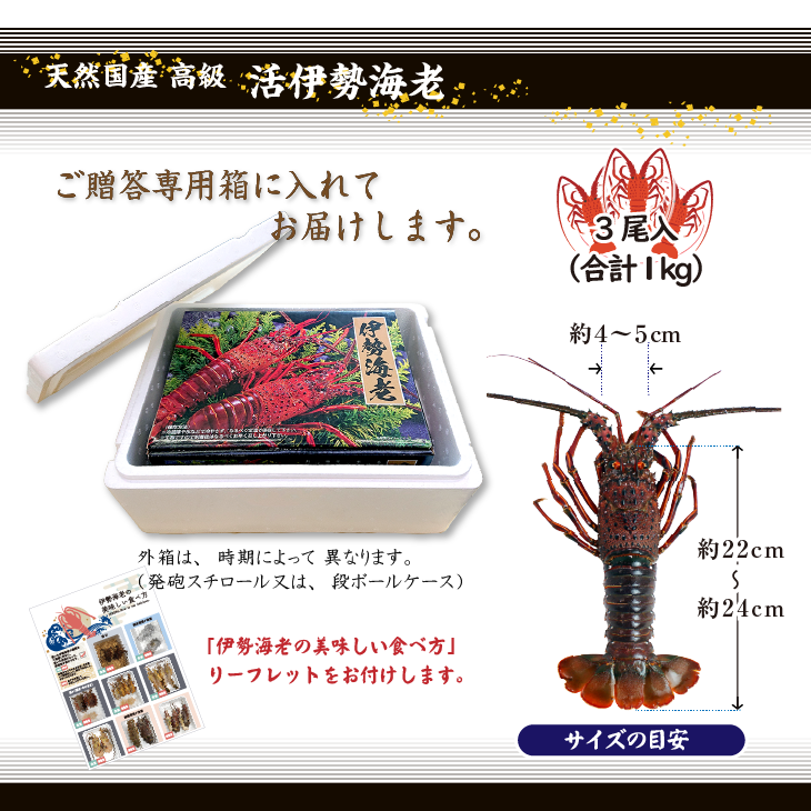 高級 天然 伊勢海老 三重県産 大きめサイズ 3尾入 1.0kg ★ [活伊勢海老]