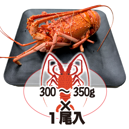 ボイル 伊勢海老（冷凍）ちょっと訳あり 300～350g[冷凍伊勢海老]