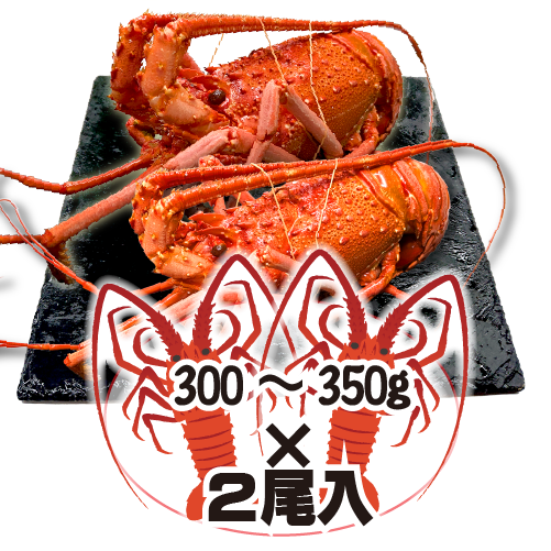 ボイル 伊勢海老（冷凍）ちょっと訳あり 300～350g[冷凍伊勢海老]