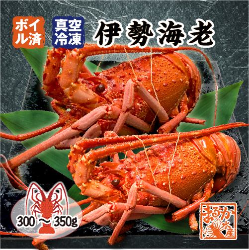 ボイル 伊勢海老（冷凍）ちょっと訳あり 300～350g[冷凍伊勢海老]