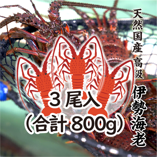 高級 天然 伊勢海老 三重県産 標準サイズ ★ [活伊勢海老]