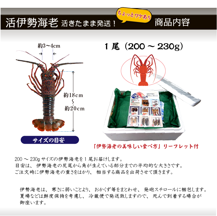 活伊勢海老 活きたまま発送 ちょっとワケあり 中サイズ 1尾 200～230g [活伊勢海老]