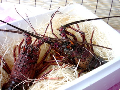 活伊勢海老 活きたまま発送 ちょっとワケあり 中サイズ 1尾 200～230g [活伊勢海老]