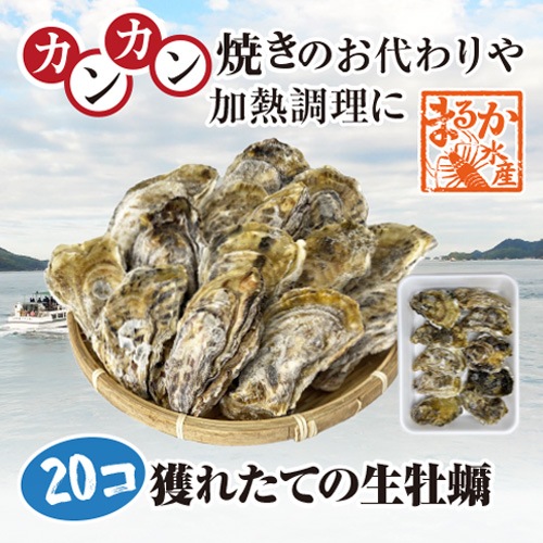 活 牡蠣(殻付き)「桃こまち」加熱用 20個 [活牡蠣]