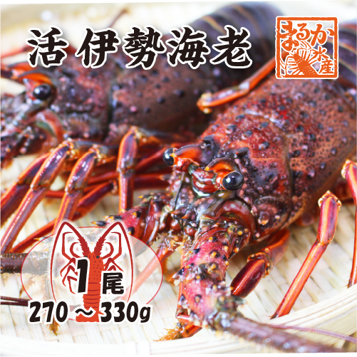活伊勢海老 活きたまま発送 ちょっとワケあり 大きめサイズ 1尾 270～330g [活伊勢海老]