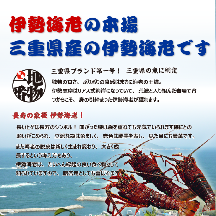 活伊勢海老 活きたまま発送 ちょっとワケあり 大きめサイズ 1尾 270～330g [活伊勢海老]