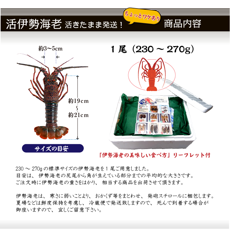 活伊勢海老 活きたまま発送 ちょっとワケあり 大きめサイズ 1尾 270～330g [活伊勢海老]