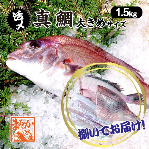 活〆 真鯛 捌いてお届け！  大きめサイズ 1尾 1.5kg　[魚介類]