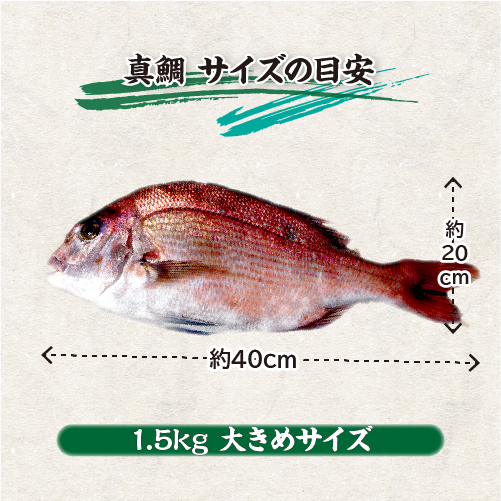 活〆 真鯛 捌いてお届け！  大きめサイズ 1尾 1.5kg　[魚介類]