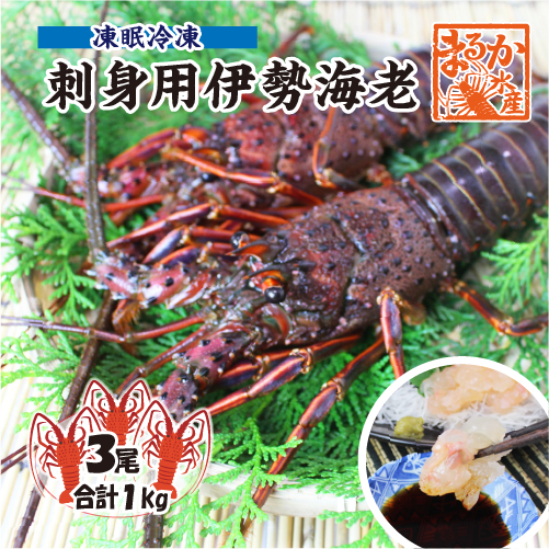 刺身用伊勢海老 凍眠冷凍 大きめサイズ 3尾入 1.0kg ★[刺身用伊勢海老]