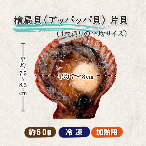 冷凍 アッパッパ片貝（ひおうぎ貝） 10枚 [桧扇貝]