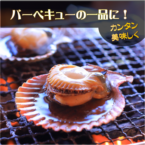 冷凍 アッパッパ片貝（ひおうぎ貝） 10枚 [桧扇貝]