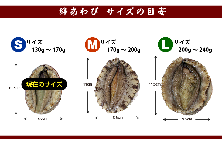 絆あわび（天然黒赤あわびのつがいセット）Sサイズ 130～170g　各1枚 ★[あわび]