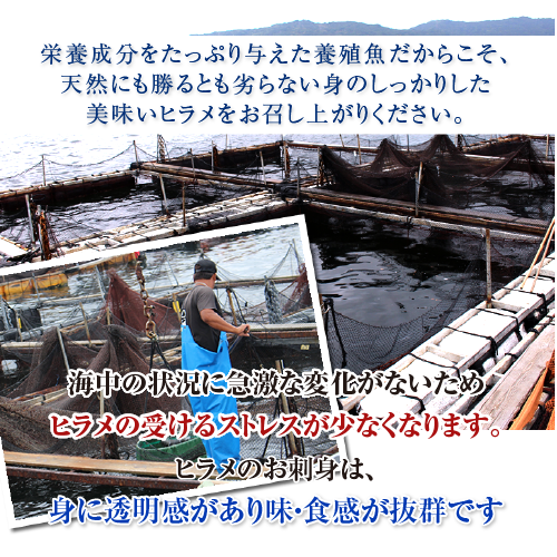 活〆 ひらめ（養殖）1尾 [魚介類]（サイズ：1kg）