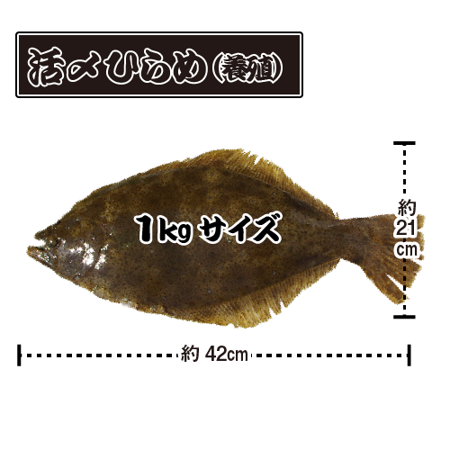 活〆 ひらめ（養殖）1尾 [魚介類]（サイズ：1kg）