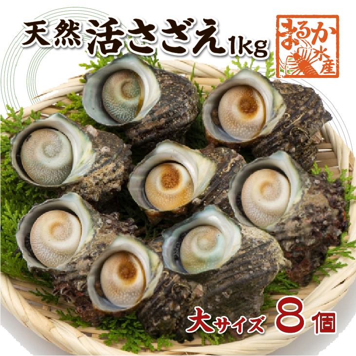 天然活 さざえ 大サイズ 1kg 8個 120～150g [さざえ]