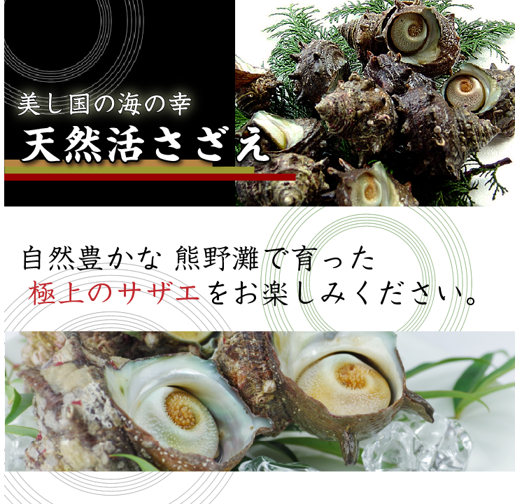 天然活 さざえ 大サイズ 1kg 8個 120～150g [さざえ]