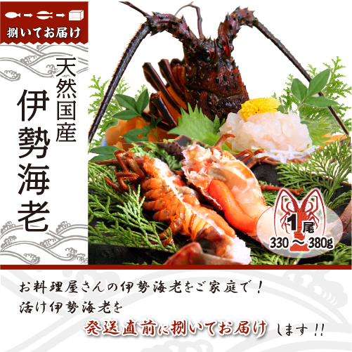 捌いて発送 国産天然 伊勢海老 大きめサイズ 1尾 330～380g [伊勢海老]