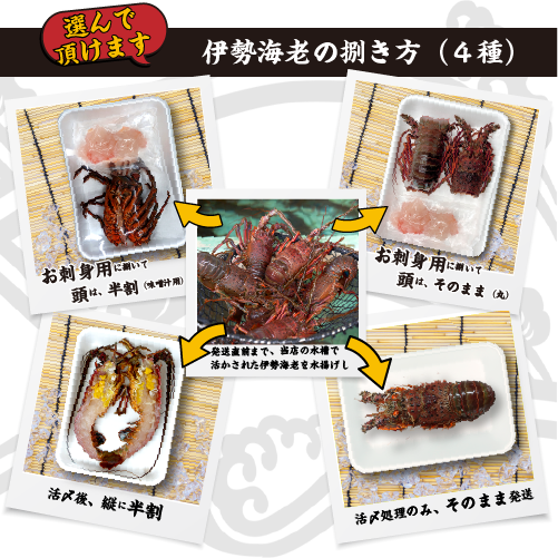 捌いて発送 国産天然 伊勢海老 大きめサイズ 1尾 330～380g [伊勢海老]