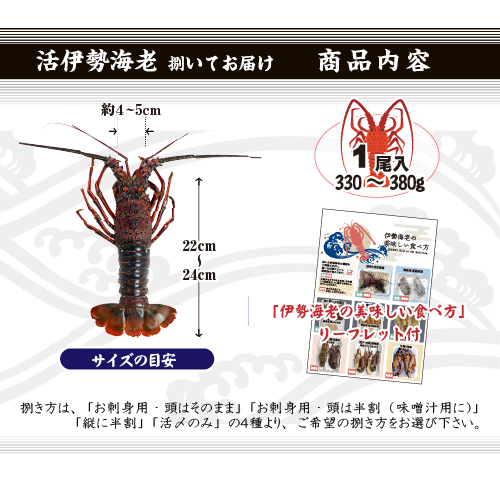 捌いて発送 国産天然 伊勢海老 大きめサイズ 1尾 330～380g [伊勢海老]
