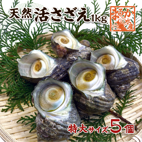 天然活 さざえ 特大サイズ 1kg 5個 180～250g [さざえ]