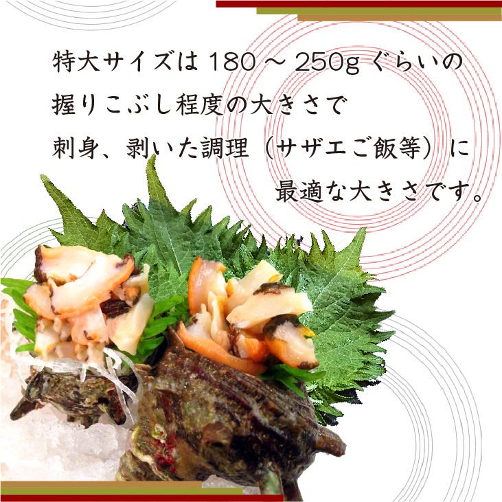 天然活 さざえ 特大サイズ 1kg 5個 180～250g [さざえ]