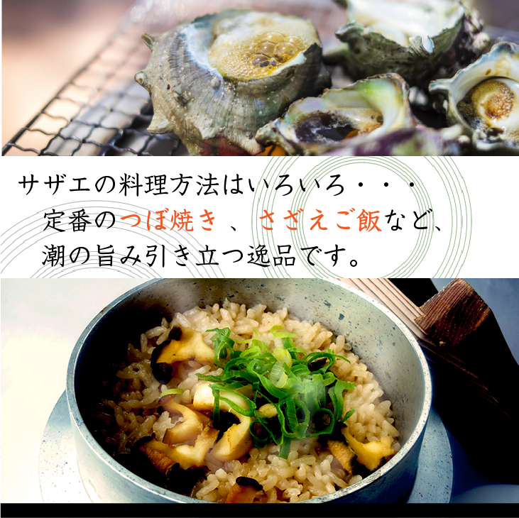 天然活 さざえ 特大サイズ 1kg 5個 180～250g [さざえ]