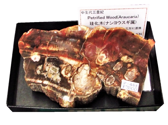 P-443 (Petrified Wood)̸