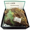 P-381ѥ饢(Paratacamite)