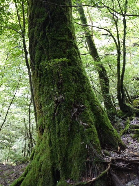 ���׿���