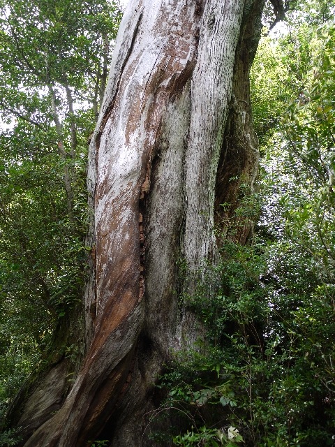 ���׿���