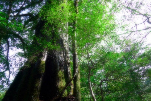 ���׿���