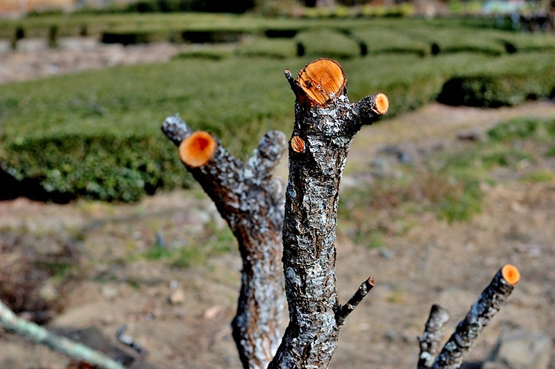 ���ż���ư�Υ�����